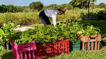 Chiriquí se suma al Día Nacional de la Reforestación con siembra de 200 plantones en Cochea Abajo.