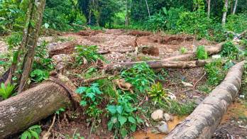 La tala ilegal, la quema de bosques y la contaminación podrían costarles caro a quienes atenten contra la naturaleza.