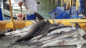 Le meten $250 mil de multa a embarcación tica por pescar tiburones&nbsp;