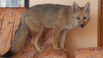 El zorro Antonio y el dilema de alejarlo de su familia humana en Bolivia