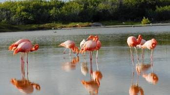 Ecuador mantiene un plan de acción para evitar la gripe aviar en las Galápagos