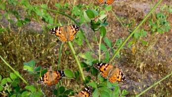 La mariposa cardera pasa el invierno y cría en el África subsahariana