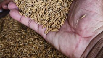 En Panamá, el consumo de arroz se encuentra entre los más altos del mundo, con más de 154 libras por persona al año.