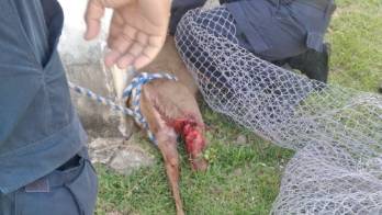 El médico veterinario indicó que el animal presentaba pérdida de su masa muscular.