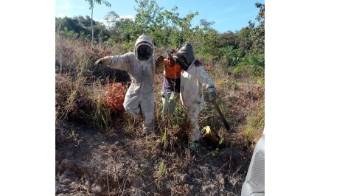 Bomberos rescatan a señor en medio de un ataque de abejas