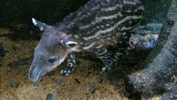 Esta bebé tiene año y medio, se llama Francisca. Nació el día que llegó el papa a Panamá.