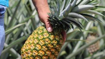 Labor de los productores tiene impacto.