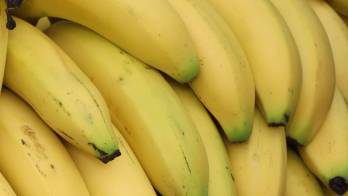 La segunda fase de Chiquita Panamá comenzará entre diciembre y enero, con la incorporación de 2,000 nuevos trabajadores.