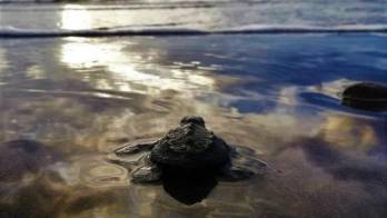 A diferencia de otras especies, su caparazón está cubierto de piel y solamente presentan escamas que cubren todo su cuerpo cuando son novatos