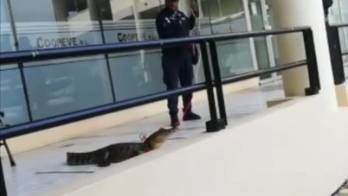 Policía rescata a caimán que ingresó a una cooperativa&nbsp;.