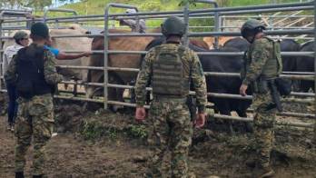 Las fincas de Valle Rico, en el distrito de Santa Fé, las autoridades lograron recuperar 64 reses robadas.