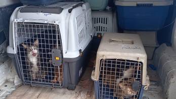 En el operativo se rescataron 216 gatos y 26 perros.