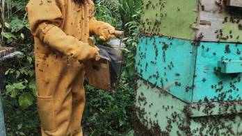 Recalca en el uso de instrumentos para atender a las abejas.