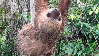 Los monos perezosos encabezan la lista de especies vulnerables.