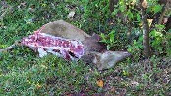 El propietario descubrió el hurto ayer miércoles a las 8:50 a.m. al encontrar el portón de su propiedad abierto y los restos de los animales.