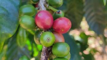 Estudiarán el perfil químico de los aromas y sabores del café panameño