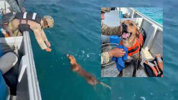 Rescatan a Firulais: Nadaba por Isla Grande y por poco se ahoga [VIDEO]