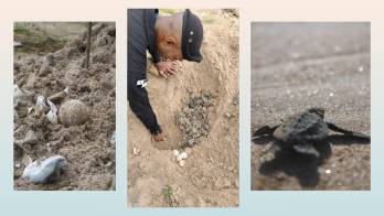 Un nuevo ciclo de vida comienza