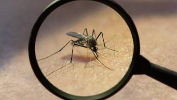 Casos del virus oropouche ganan terreno. Aquí las provincias más afectadas