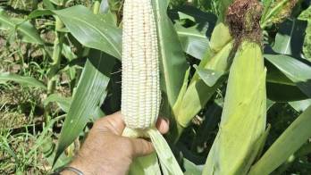 El mal uso de plaguicidas puede generar afectaciones al entorno.