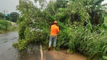 Caídas de árboles afectaron varias vías en la capital, Panamá Oeste y Panamá Este.