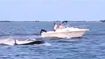 ¡Impactante! Ballena de 6 metros muere tras chocar con una embarcación [VIDEO]