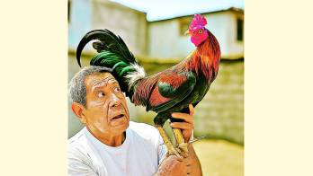 Lo ataca su propio gallo de pelea y le causa la muerte