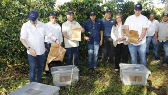 La estrategia busca reducir la población de esta plaga y proteger las cosechas de los productores panameños.