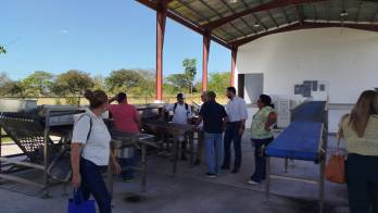 MIDA impulsa la comercialización de la cebolla coclesana