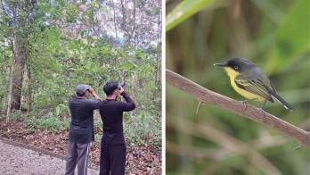 Gran entusiasmo en jornada de observación de aves en Panamá.