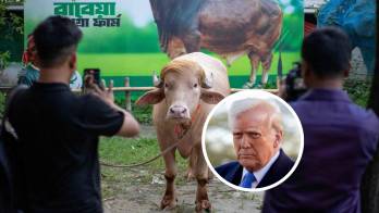 Curiosos y creadores de contenido visitan la granja para fotografiar al búfalo.