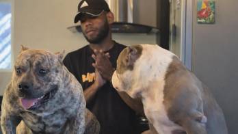 Dos perros mueren asfixiados y estalla polémica con la Policía