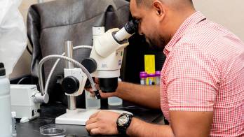 Fotografía cedida por Vanessa Olarte que muestra a una persona observando en un microscopio larvas de moscas en las instalaciones de la Comisión Panamá-Estados Unidos para la Erradicación y Prevención del Gusano Barrenador del Ganado (COPEG). EFE/ FAO/ Vanessa Olarte