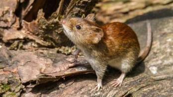 Van 11 casos de hantavirus en lo que va del año