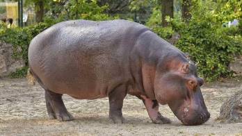 En 2050 los 4 hipopótamos de Pablo Escobar se habrán hecho miles en Colombia