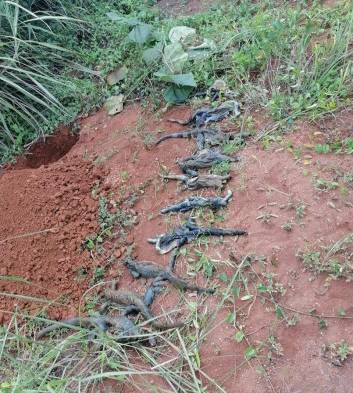 Encuentran 10 iguanas verdes muertas en una quebrada en La Mitra de La Chorrera