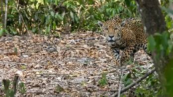 Mutuo respecto: tanto el ambientalista como el jaguar mantuvieron la calma en los instantes de tensión.