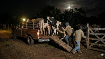 La condena de nueve años de prisión se logró gracias a un acuerdo de pena. Las vendió en una subasta ganadera en Guararé.