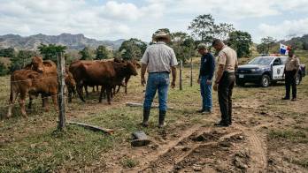Cometió sus fechorías en el distrito de Renacimiento, causando pérdidas económicas a los ganaderos.