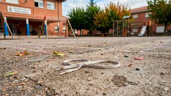 El ataque se produjo en horas del recreo y una niña lo vio todo y salvó a su compañero