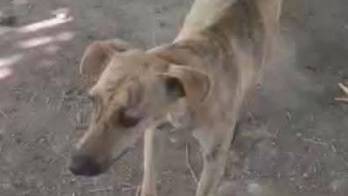 Ante este escenario de horror, la comunidad de Burica Centro exige una investigación inmediata