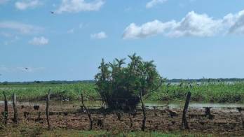 MIDA refuerza medidas para prevenir la influenza aviar