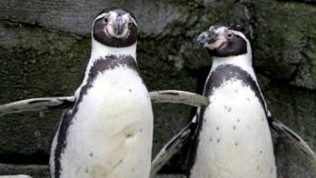 La policía se moviliza ante pingüinos errantes en la capital de Nueva Zelanda