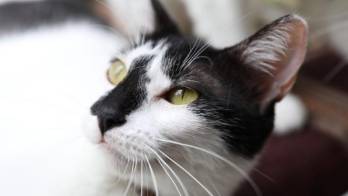 Defensores de los animales piden sanciones más severas&nbsp;