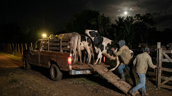 La condena de nueve años de prisión se logró gracias a un acuerdo de pena. Las vendió en una subasta ganadera en Guararé.