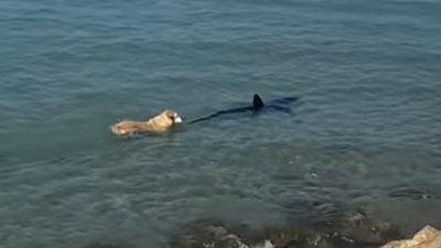 Perro se lanza al mar y persigue a un tiburón en la playa