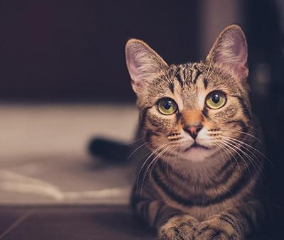 El color del atigrado es encontrado en muchas razas de gato, así como en el moggy (raza mestiza), que es el gato más parecido al atigrado.