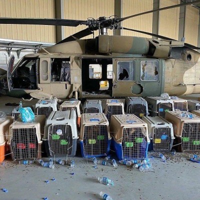 Unos 300 perros y gatos son rescatados tras quedar abandonados en un avión