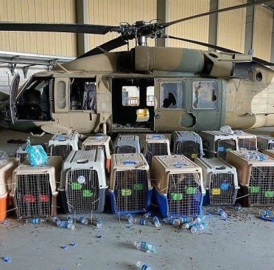 Unos 300 perros y gatos son rescatados tras quedar abandonados en un avión