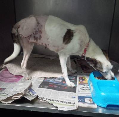 Durante el años 2013 Peggie fue operada y alojada en la fundación Spay Panamá.